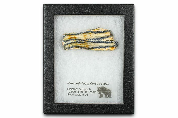 Mammoth Molar Slice With Case - South Carolina #377855